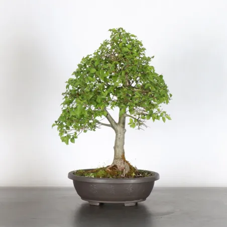 Siberian elm "ulmus pumila" 1-13