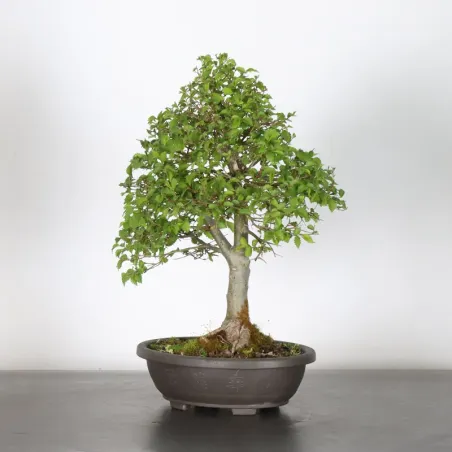 image supplémentaire - Siberian elm "ulmus pumila"...