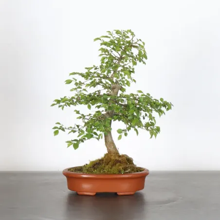 Orme de sibérie "ulmus pumila" 1-14