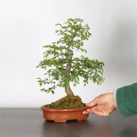 image supplémentaire - Orme de sibérie "ulmus...