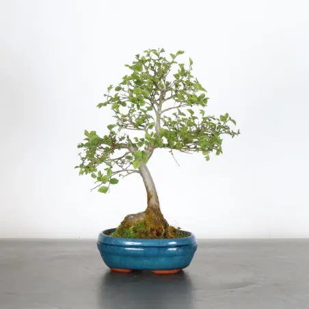 Orme de sibérie "ulmus pumila" 1-15