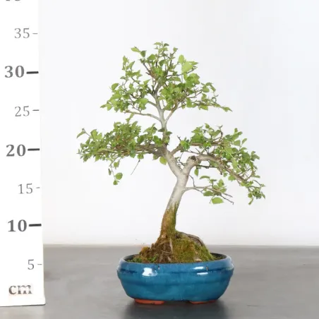 image supplémentaire - Orme de sibérie "ulmus...