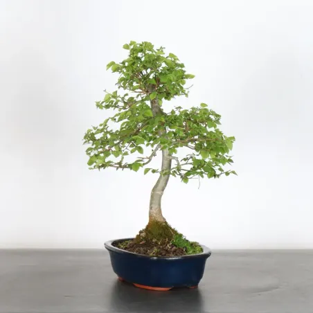 image supplémentaire - Siberian elm "ulmus pumila"...