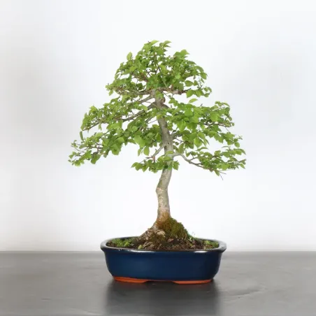 Siberian elm "ulmus pumila" 1-16