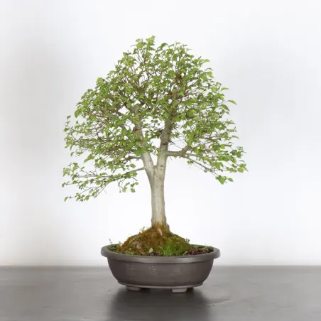 Siberian elm "ulmus pumila" 1-19