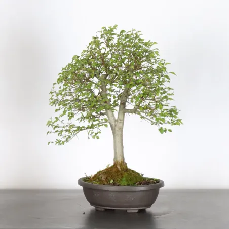 image supplémentaire - Orme de sibérie "ulmus...