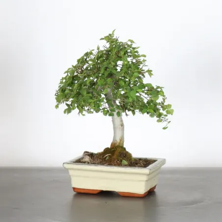 Siberian elm "ulmus pumila" 1-20