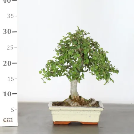 image supplémentaire - Orme de sibérie "ulmus...