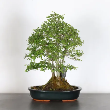 Bonsai Orme de Chine OR-2-6