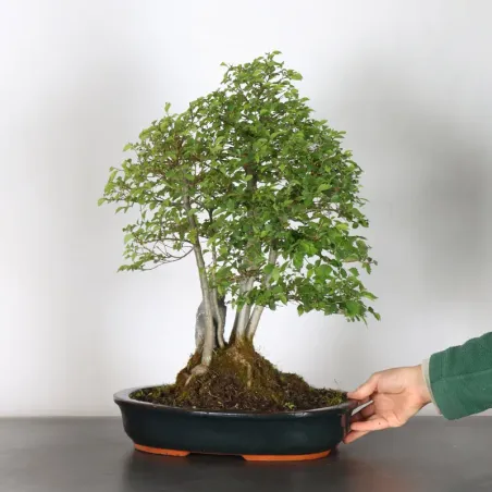 image supplémentaire - Orme de sibérie "ulmus...