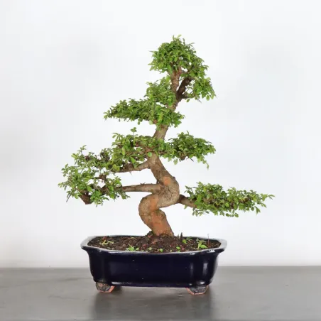 Bonsai Orme de Chine OR-2-8