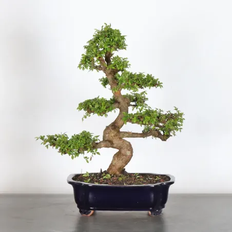 image supplémentaire - CHINESE ELM "Ulmus...