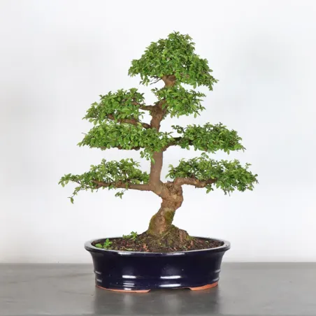 image supplémentaire - ORME DE CHINE "Ulmus...