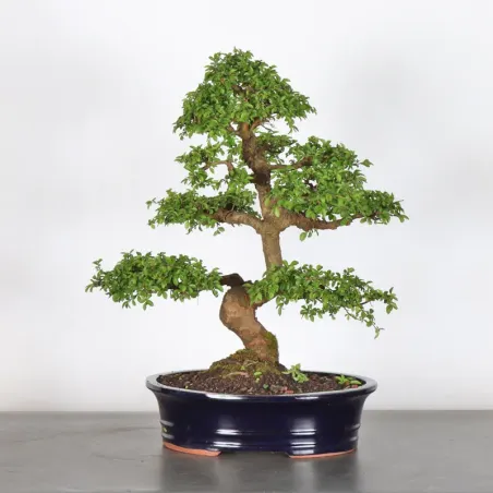 Bonsai Orme de Chine OR-2-9
