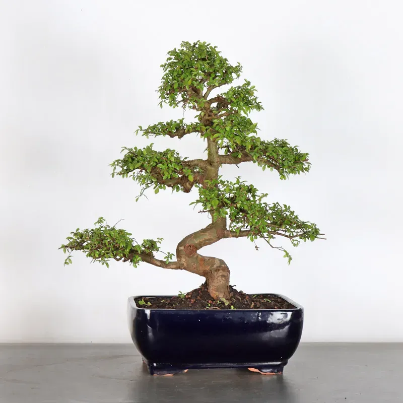 image supplémentaire - ORME DE CHINE "Ulmus...