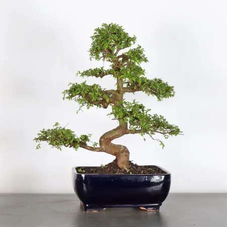 image supplémentaire - ORME DE CHINE "Ulmus...