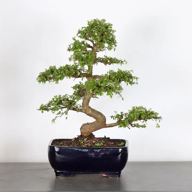 Bonsai Chinese Elm OR-2-12