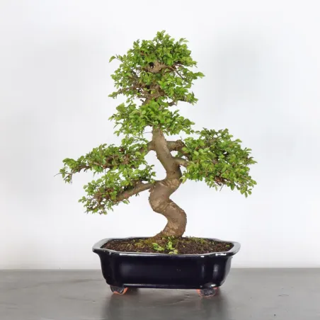 image supplémentaire - Chinese elm "ulmus...