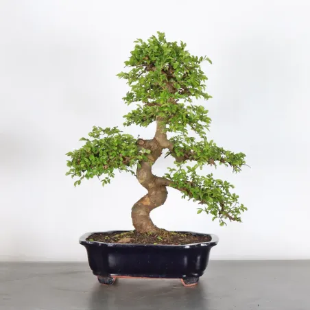 Chinese elm "ulmus parvifolia" 2-14
