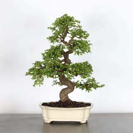 Bonsai Orme de Chine OR-2-16