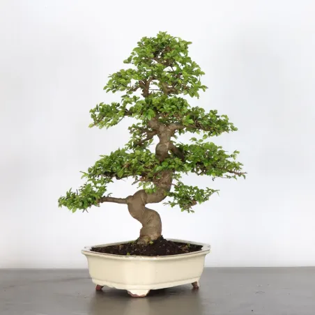 image supplémentaire - Orme de chine "ulmus...