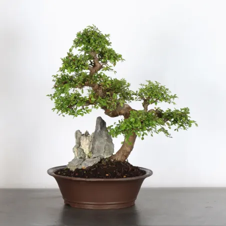 Bonsai Orme de Sibérie OR-3-1