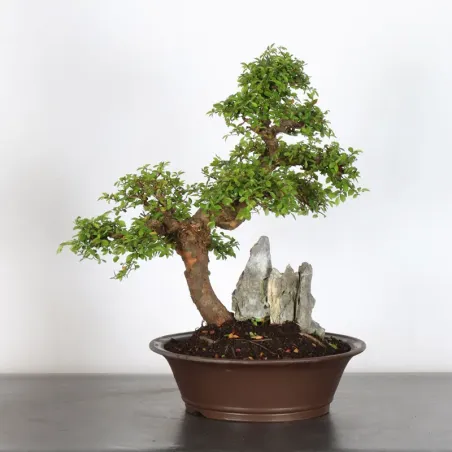 image supplémentaire - Chinese elm "ulmus...