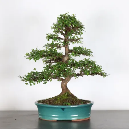 Bonsai Orme de Chine OR-3-4
