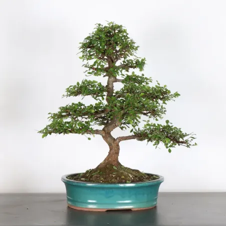 image supplémentaire - ORME DE CHINE "Ulmus...