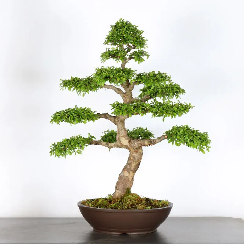 Bonsai Orme de Chine OR-2-17