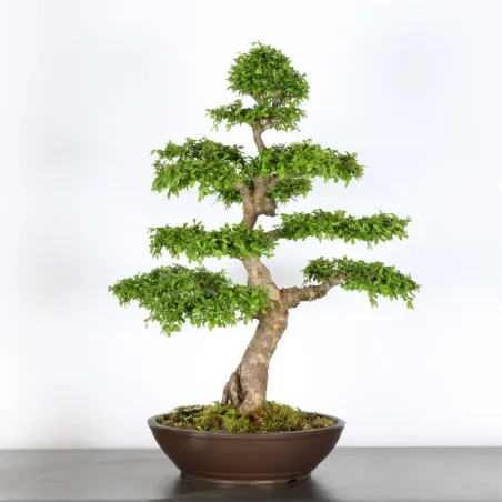 image supplémentaire - Chinese elm "ulmus...