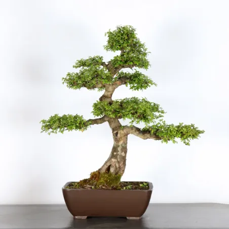 Bonsai Orme de Chine OR-3-2