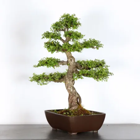 image supplémentaire - ORME DE CHINE "Ulmus...