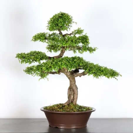 Bonsai Orme de Chine OR-3-3