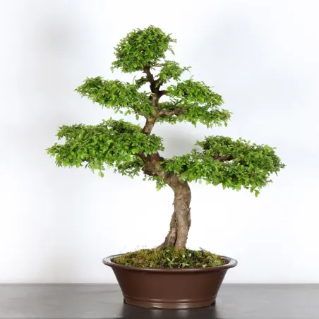 image supplémentaire - ORME DE CHINE "Ulmus...