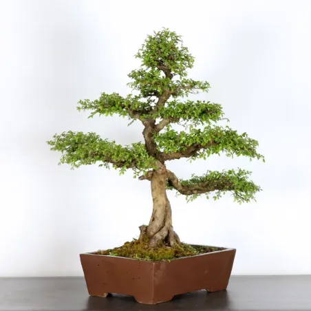 Bonsai Chinese Elm OR-3-6
