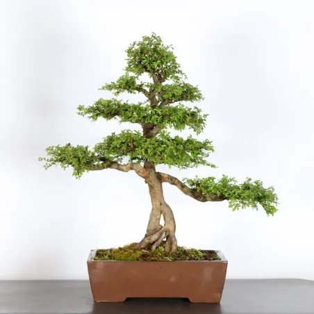 image supplémentaire - ORME DE CHINE "Ulmus...