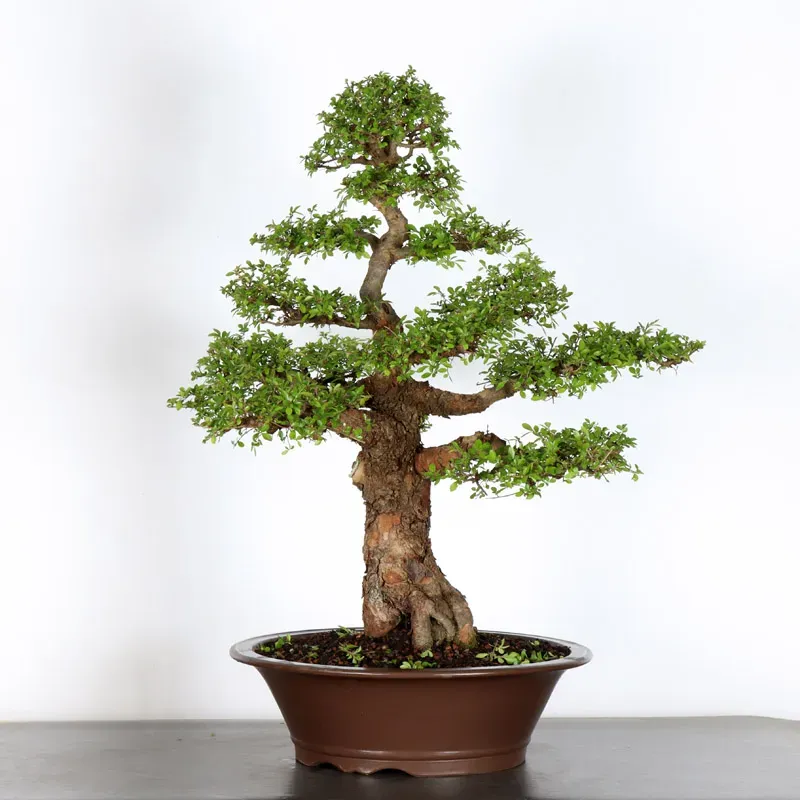 image supplémentaire - ORME DE CHINE "Ulmus...