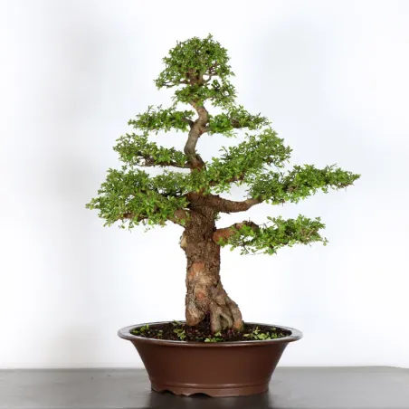 image supplémentaire - CHINESE ELM "Ulmus...