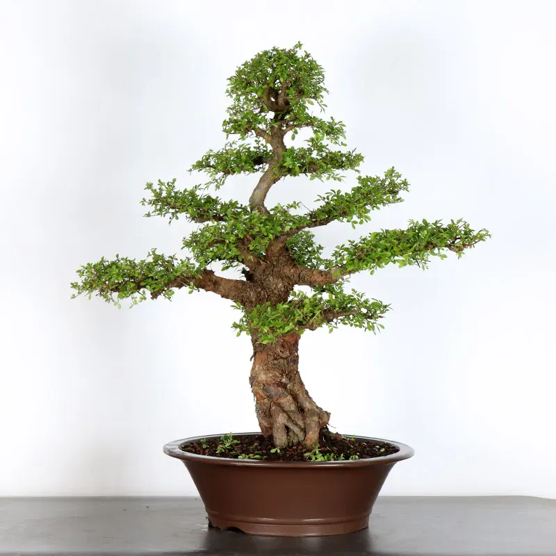 Bonsai Orme de Chine OR-3-7