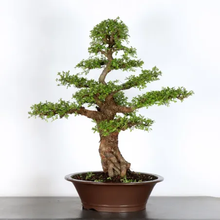 Bonsai Chinese Elm OR-3-7