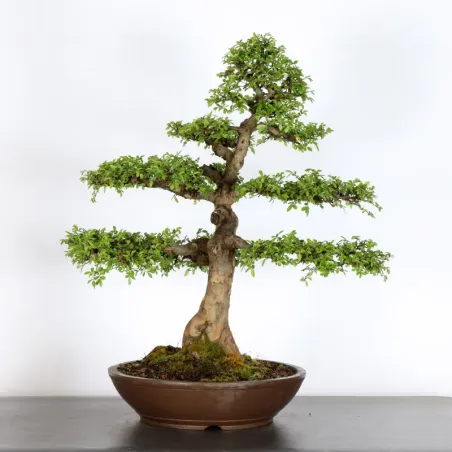 image supplémentaire - CHINESE ELM "Ulmus...