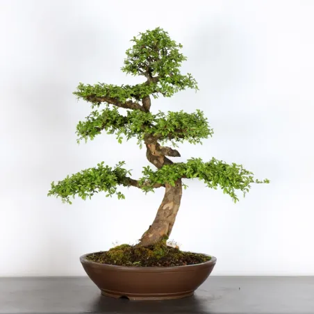 Bonsai Orme de Chine OR-3-8