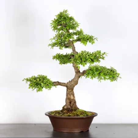 image supplémentaire - CHINESE ELM "Ulmus...