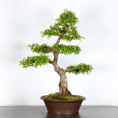 ORME DE CHINE "Ulmus parvifolia" 3-9