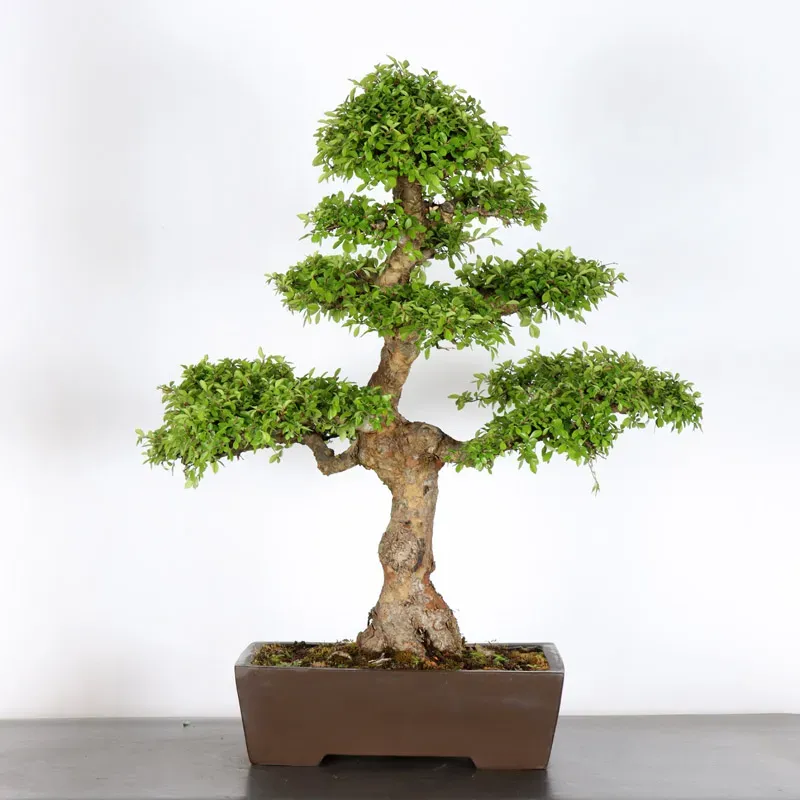 Bonsai Orme de Chine OR-2-4