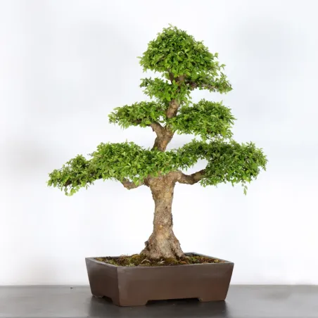 image supplémentaire - CHINESE ELM "Ulmus...