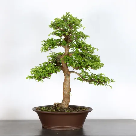 Bonsai Chinese Elm OR-2-7