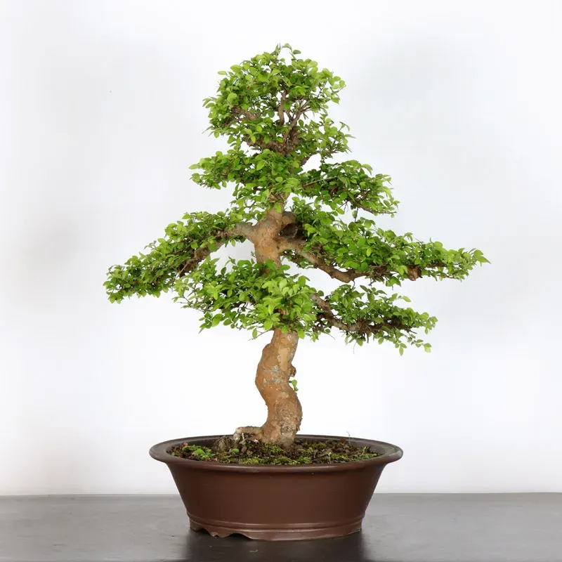 image supplémentaire - ORME DE CHINE "Ulmus...