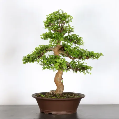 image supplémentaire - ORME DE CHINE "Ulmus...